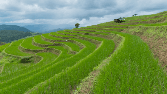 rice rows repeating invoices