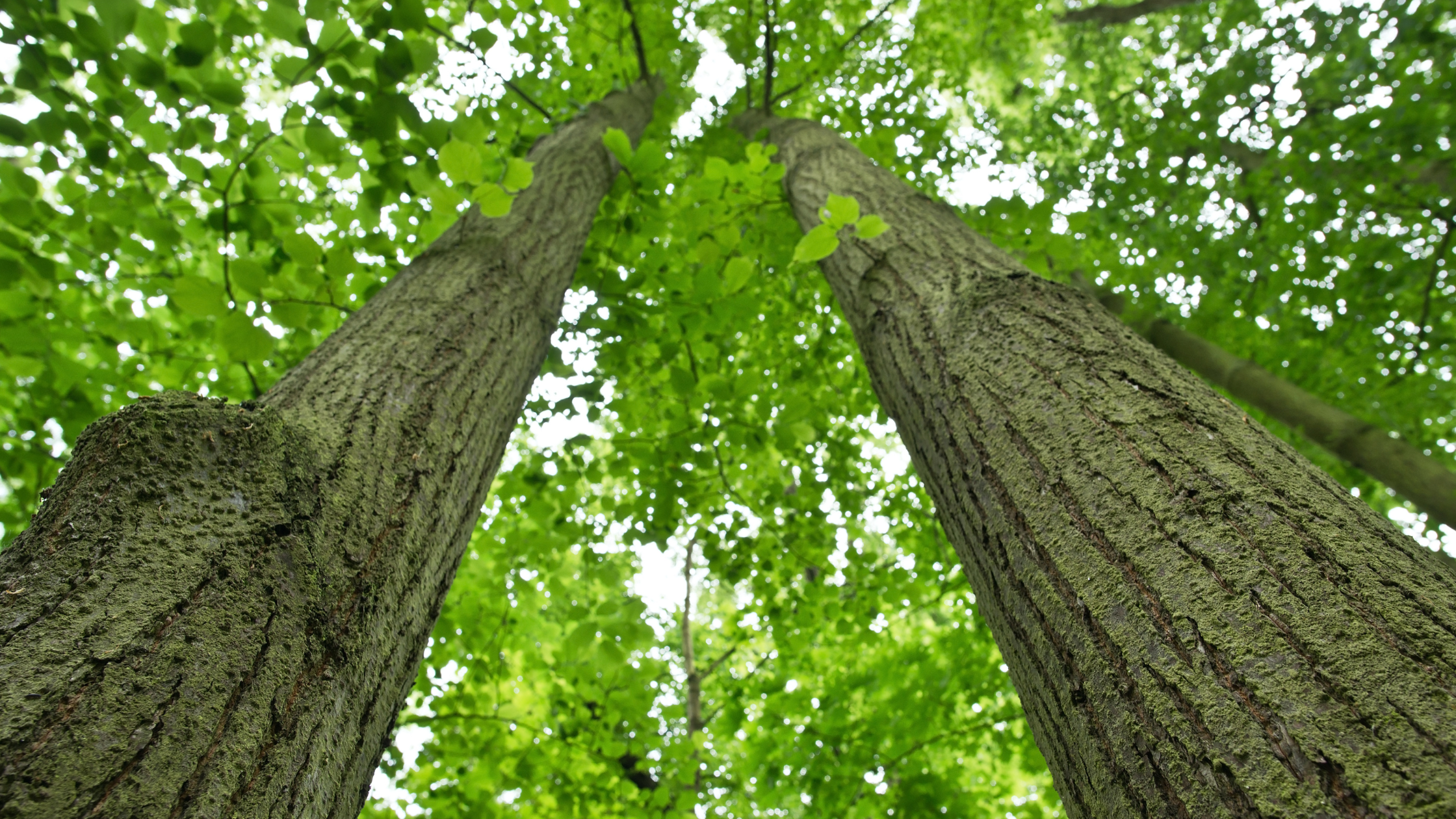 trees partnership